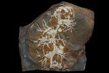 Paleocene Fossil Fruit (Palaeocarpinus) - North Dakota #96946-1